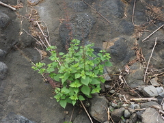 Coleus monostachyus