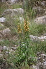 Digitalis laevigata