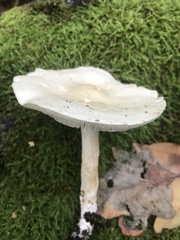 Tricholoma album