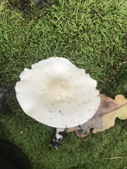 Tricholoma album