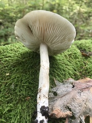 Tricholoma album