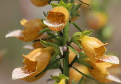 Digitalis laevigata