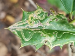 Phytomyza ilicis group