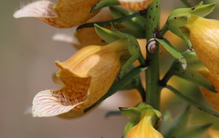 Digitalis laevigata