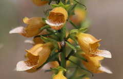 Digitalis laevigata