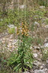 Digitalis laevigata