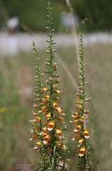 Digitalis laevigata