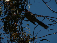 Anthochaera carunculata
