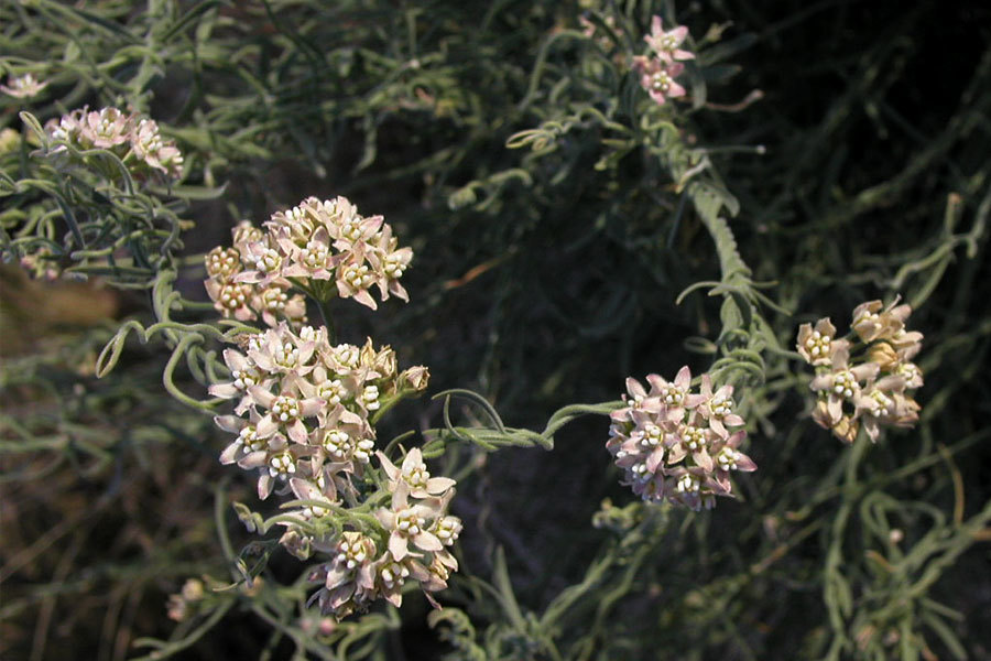 Funastrum hirtellum