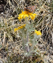 Euphydryas anicia brucei