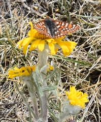 Euphydryas anicia brucei