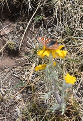 Euphydryas anicia brucei