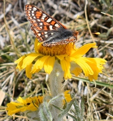 Euphydryas anicia brucei