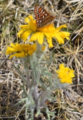Euphydryas anicia brucei