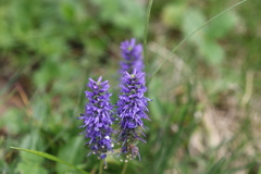 Veronica allionii