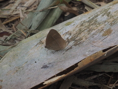 Mycalesis horsfieldi