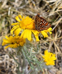 Euphydryas anicia brucei