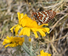 Euphydryas anicia brucei