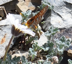 Euphydryas anicia brucei