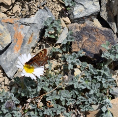 Euphydryas anicia brucei