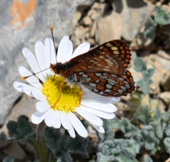 Euphydryas anicia brucei