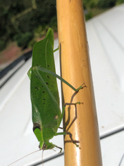 Stilpnochlora thoracica