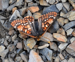 Euphydryas anicia brucei