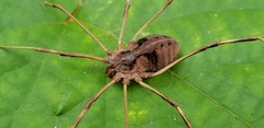 Bidentolophus bidens