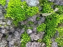 Pottiales