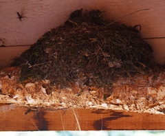 Empidonax occidentalis