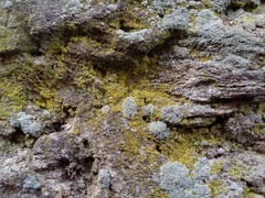 Myriolecis albescens