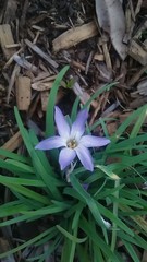 Ipheion