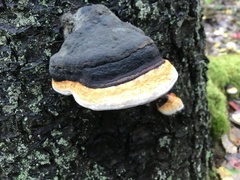 Fomitopsis pinicola