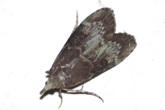 Heteromicta tripartitella