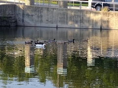 Anas platyrhynchos domesticus