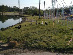 Anas platyrhynchos domesticus