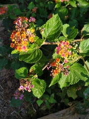 Lantana