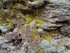 Myriolecis albescens