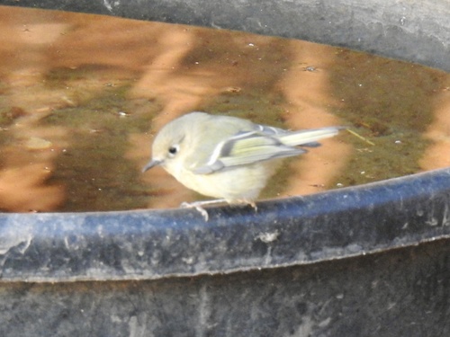 Ruby-crowned Kinglet photographed in New Mexico