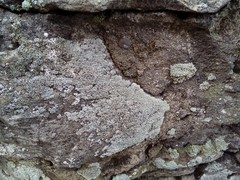 Myriolecis albescens