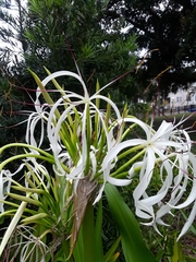 Crinum