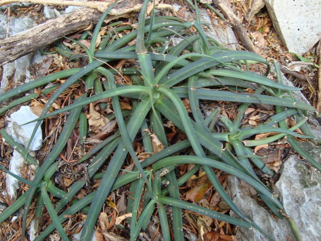 Agave nizandensis, Asunción Ixtaltepec, Oax., México