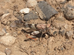 Trimerotropis californica