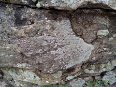 Myriolecis albescens