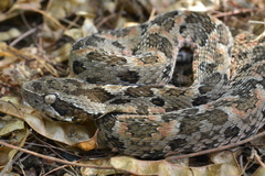 Bothrops erythromelas