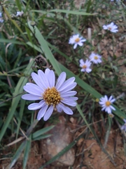 Aster indicus