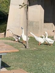 Anser cygnoides domesticus