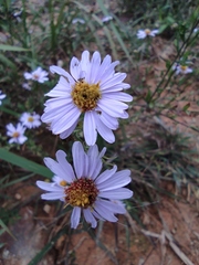 Aster indicus