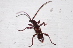 Coptocercus biguttatus