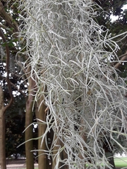 Tillandsia usneoides